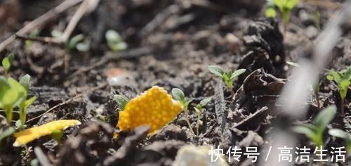 实用|你家有吃剩下的橘子皮吗?放在卫生间特别实用,一年能省不少钱