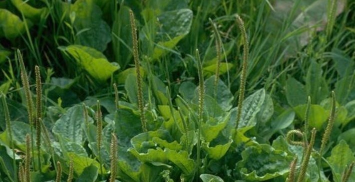 养生|车前草虽小,养生大功效多吃的顶级妙用,只有老中医才知道