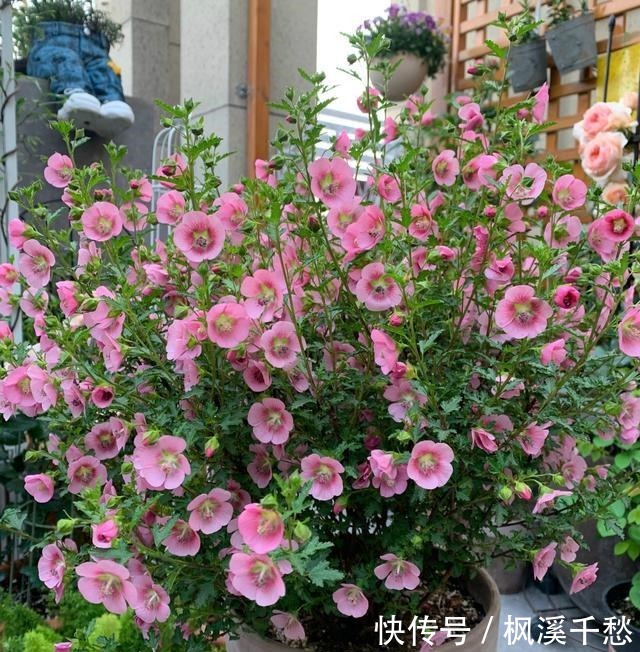 最好养、最能开花的盆栽之一,花开美丽,耐寒好养,南北都适合种!