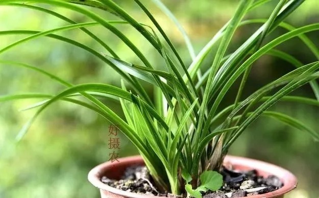 种植|兰花生命力很强，决定能否种植成活的，并不是土壤与肥料