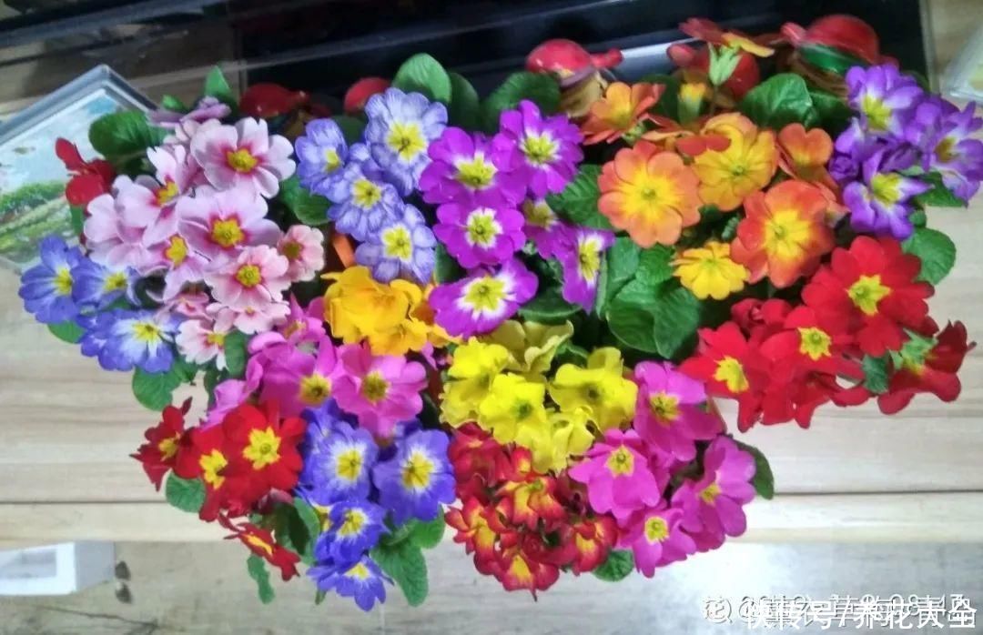 冬天好养的花，皮实不娇气，颜值高上档次，咋养都开花