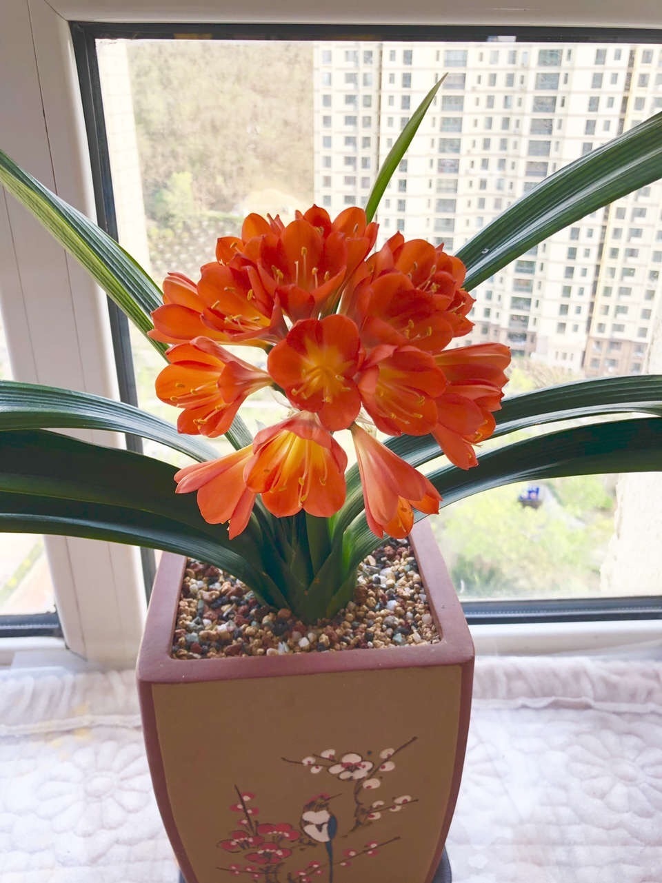 植株|担心“君子兰”今年不开花2种肥料“换着用”,入冬开花不用愁