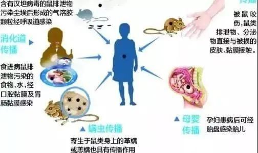 流行性出血热防治知识宣传|关注| 防治