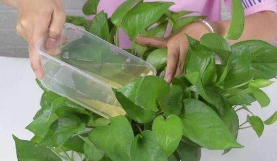 啤酒浇花作用大让土壤充满肥力,肥效持久,比淘米水还管用