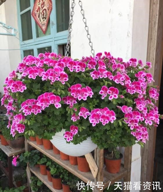 此花是世界名花,花期几乎全年,灿烂绚丽,种植容易,是盆栽佳品