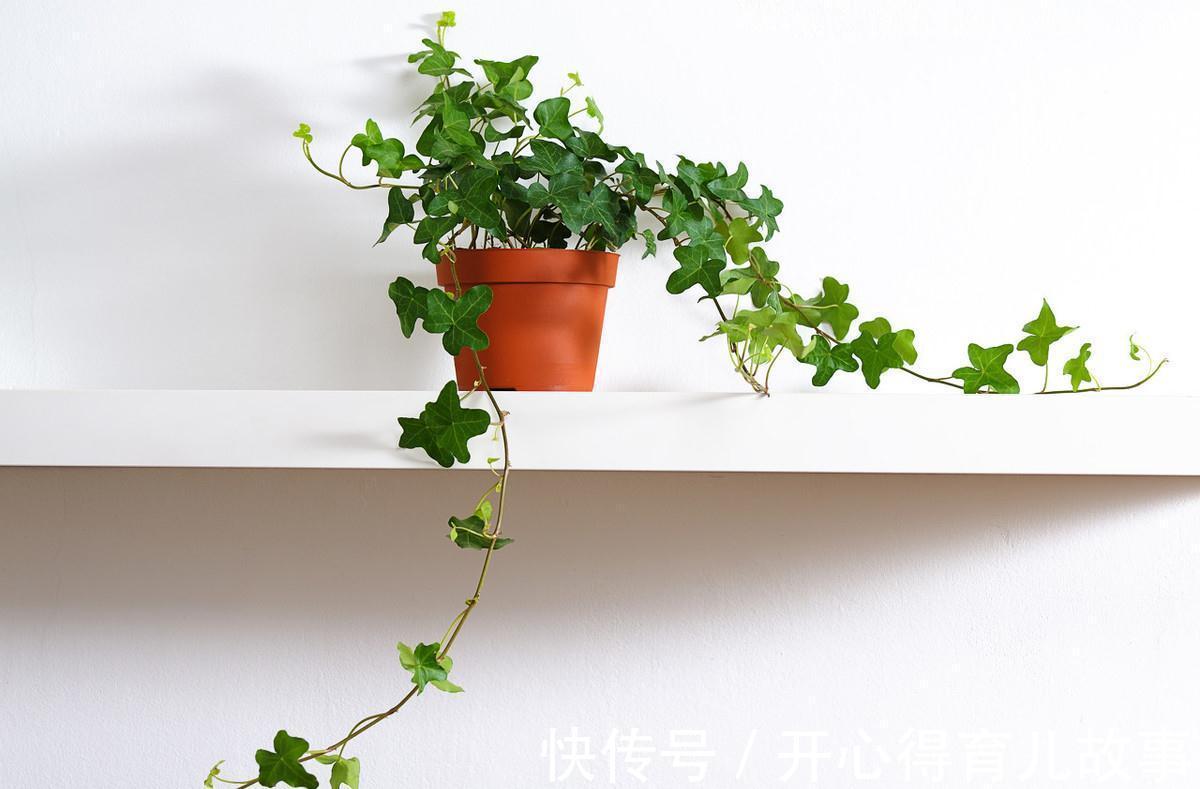 卧室不能养花，我来告诉你真相
