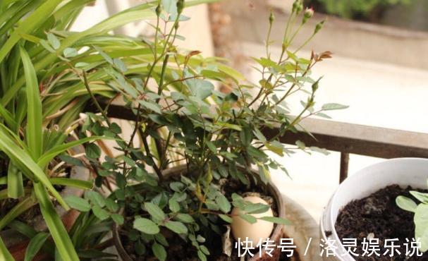 鸡蛋全身是宝将它们分开用作养花，可让盆栽枝繁叶茂、多开花