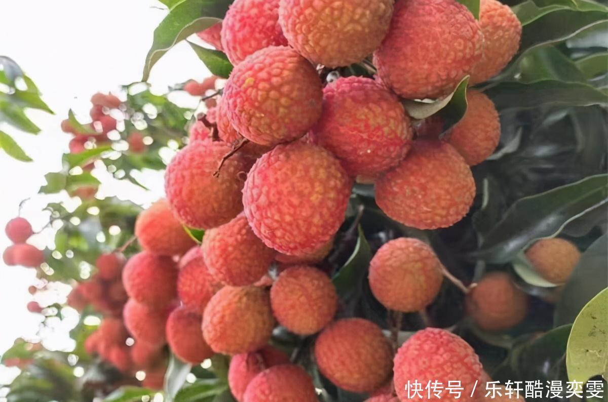 贫富|明日小满,夏日未满多吃“3果3菜”,无论贫富,顺利安康过夏天