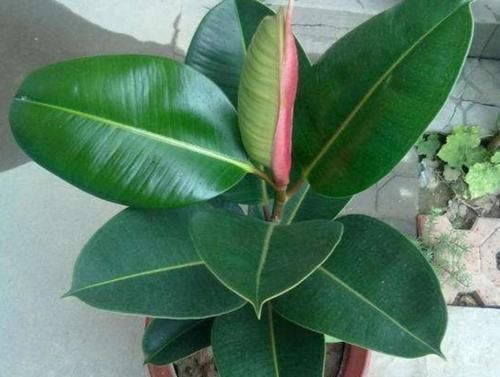 家里养4种花,只用叶子就能插活,方法也简单