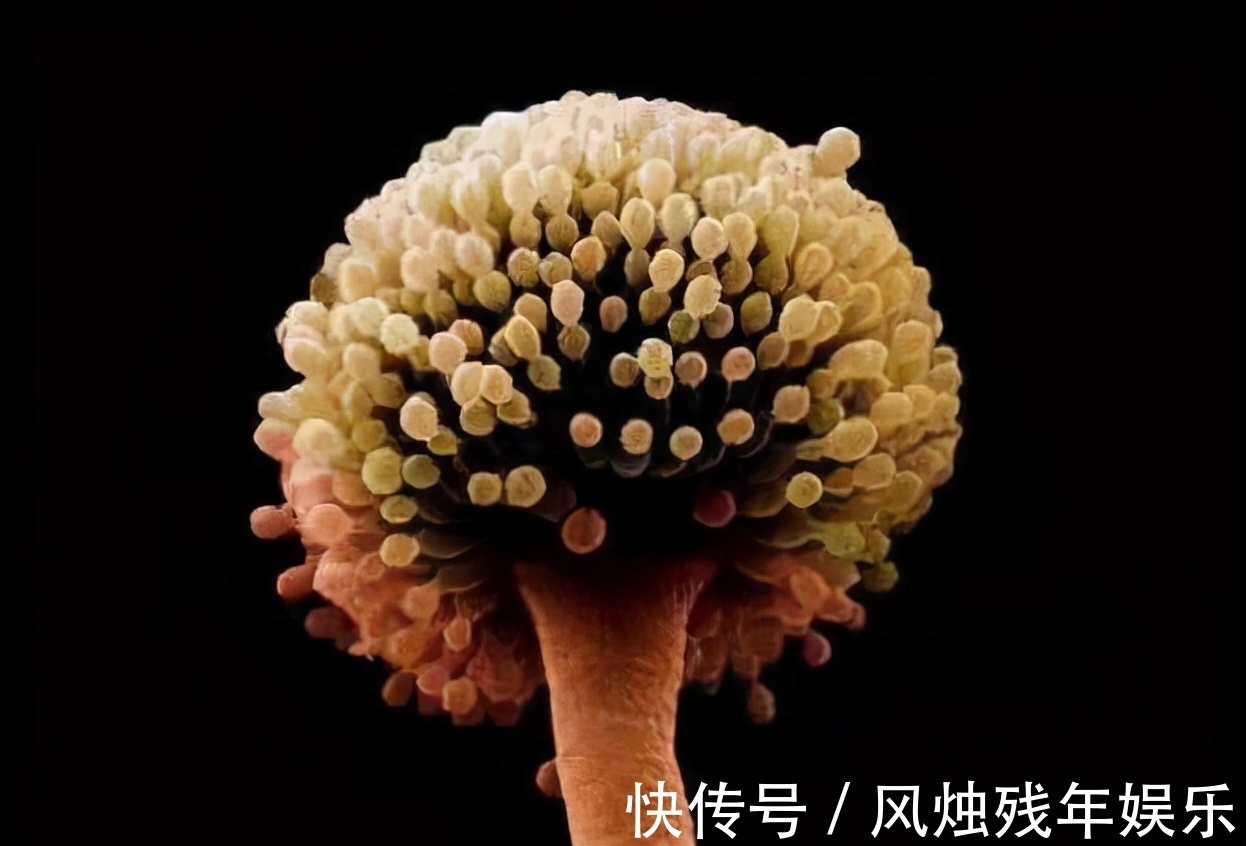 花生|“一级致癌物”名单来了,看看有你喜欢吃的吗