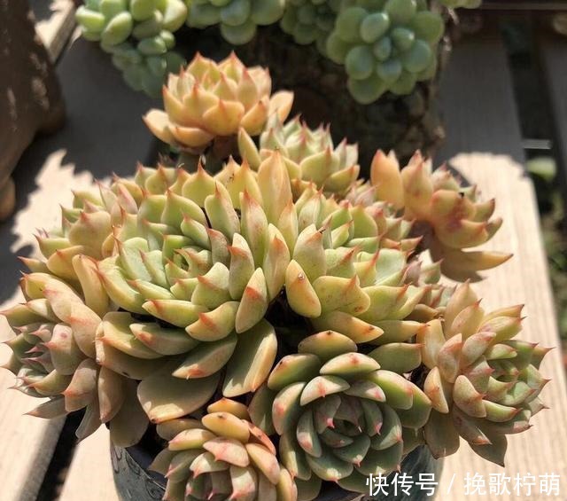 多肉“僵苗”是大事,搞不好就会“死翘翘”,学会3个方法解决!