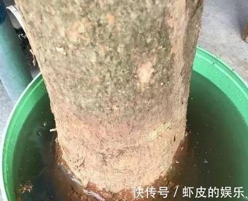 发财树烂根不要扔,教你2招小技巧,轻松就能起死回生