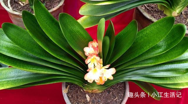 什么柳树皮、花生壳都不如“1种垃圾”，肥效足、叶油绿，易爆盆