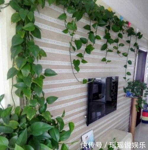 养绿萝，花盆埋上一勺“它”，半年不管它，叶子巴掌大，养出60盆