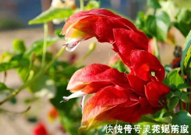 家里适合养这花，花像“龙虾”，花色艳丽，漂亮好养，花开四季
