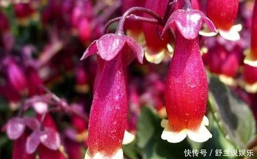 花开|4种花号称开花劳模,全年花开不休息,你值得拥有