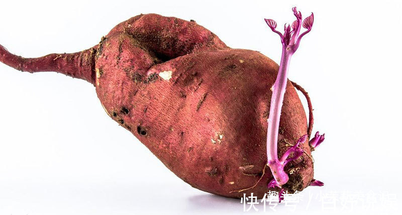 香椿芽|春吃芽，5种“春芽”要多吃，2种“毒芽”可别吃，健康最重要