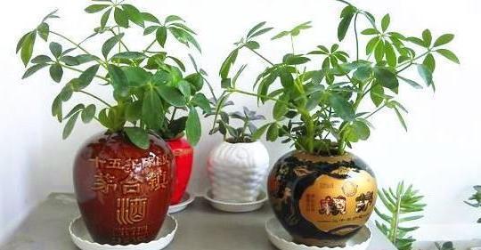 养花太''烧钱''用它们制作漂亮花盆栽种植物，乐趣多、实用