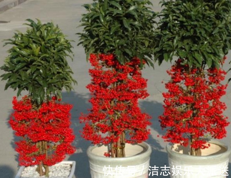 富贵籽|家里要养“3种花”，开花吉祥又喜庆，时来运转，越过越富裕有钱