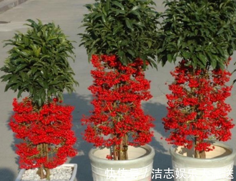 富贵籽|家里要养“3种花”,开花吉祥又喜庆,时来运转,越过越富裕有钱