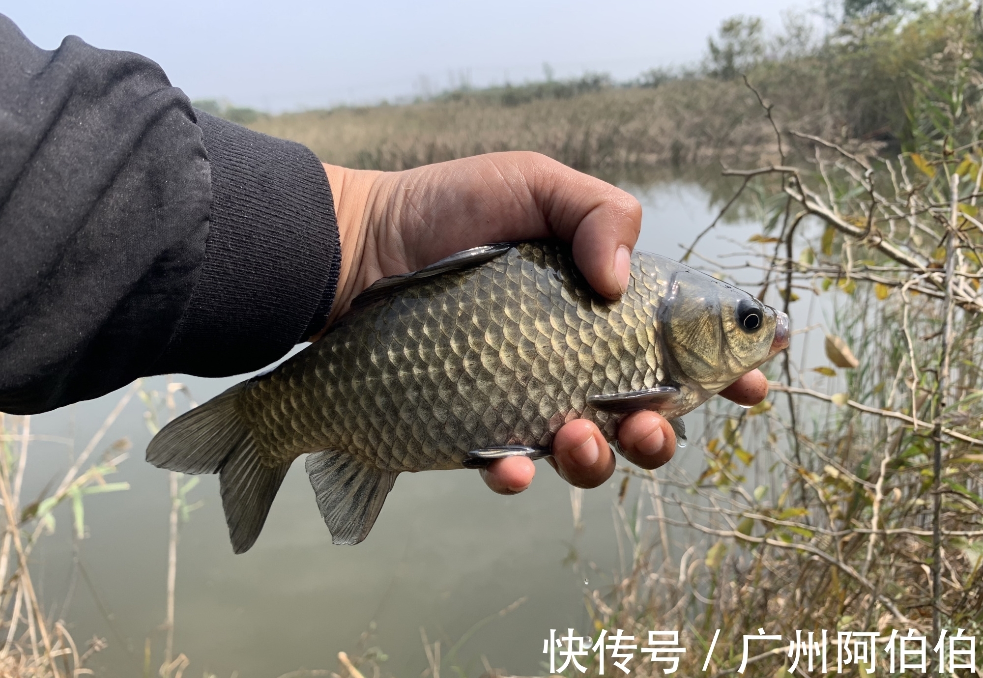 鲫鱼|天冷降温后鱼难钓，8个人钓鱼为什么只有我钓到了，原因是这些