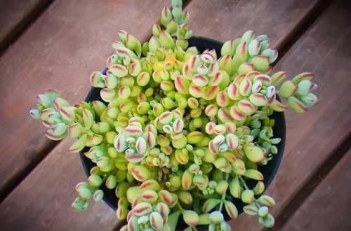 养多肉达摩福娘，了解掌握几个要点，造型漂亮，香味浓郁