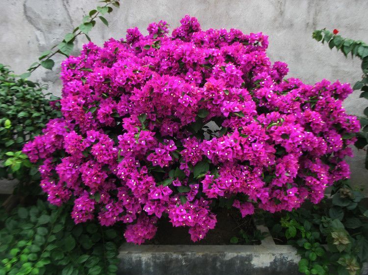 “传说中”养不死的花！一根枝条插土里，“小苗”蹭蹭往上长！