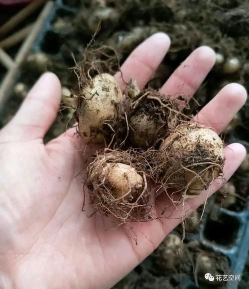 开春,买花小心“3个坑”,早知道早避免,少花冤枉钱!