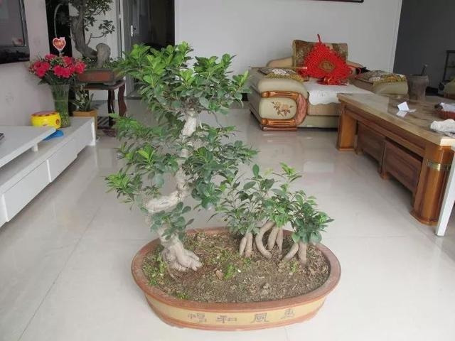 新手必入！！越养越值钱的花卉盆栽！十分常见！好养，观赏性强！