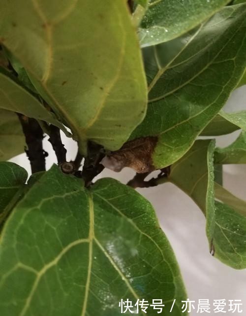 琴叶|琴叶榕冬天怎么养护?