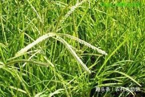 牛筋草|提个醒在路边看到此草,莫忽略了,记得拔回家,现在知道还不晚