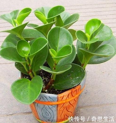 文章|几种盆栽不必买,一片叶子丢土上,就能长爆一大盆!