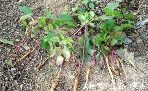 农村|农村常见的“葡萄串”,嫩茎叶是上好野菜,殊不知根部价值更高