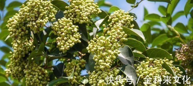 亚健康|此物滋养肝肾、充盛精血,退阴虚之火,生发黑发、明目,平血之压