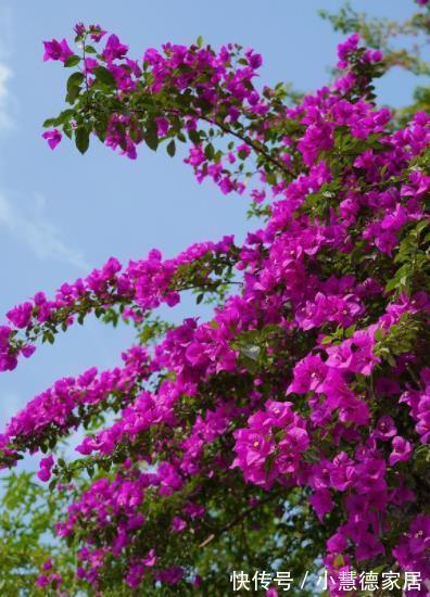 新手养三角梅，做好2个“舍得”，天天长花苞，花多不见叶