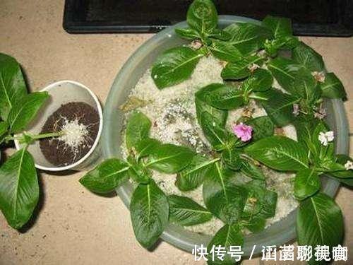 叶片|“夏必死”的4种花,现在赶紧扦插几盆,生根快成活率高