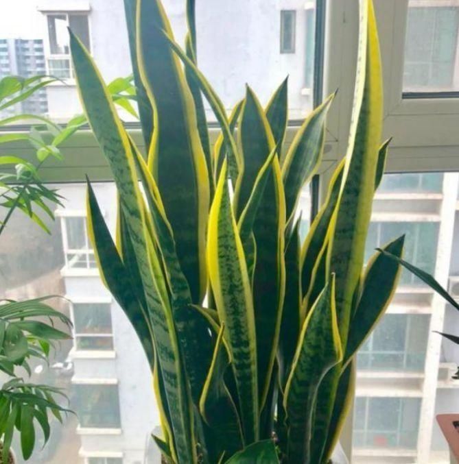 肥料|养虎皮兰,打开它的“小开关”,新芽直往外窜,1盆变10盆