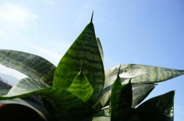 在家用这法养虎皮兰，简单一养就爆盆，还能净空气，值