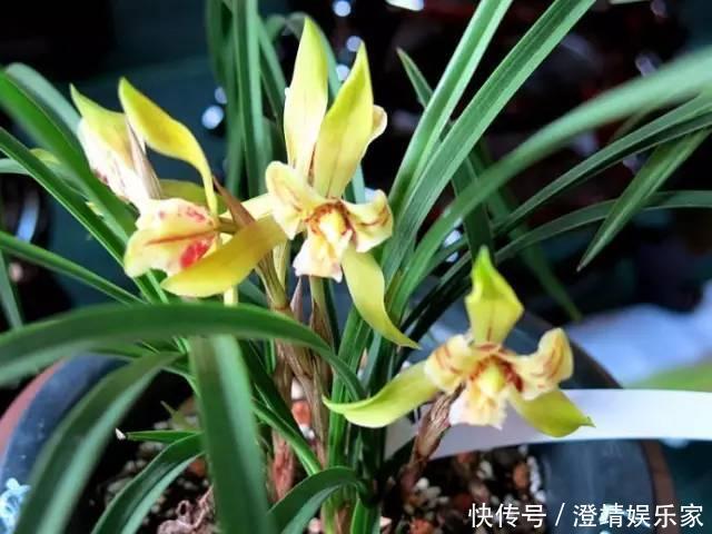 花盆|养兰花不花钱，随便一把花生壳，扔在花盆养分足，不积水不烂根