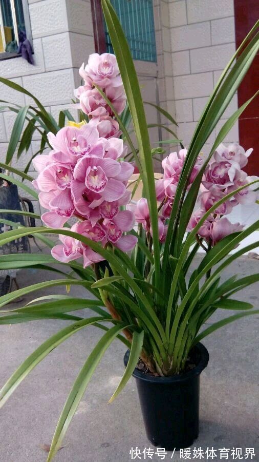 这些花好养又漂亮,花开艳丽,极易花开爆盆,就是一个大花球