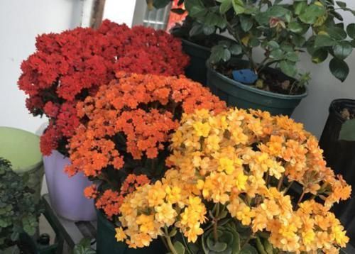 3种“废物”捡回家,扔花盆里,土肥的流油,养花猛长不含糊