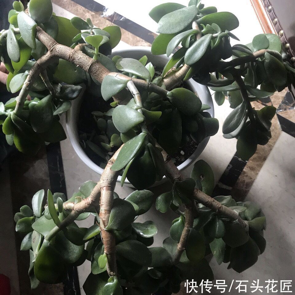 富贵竹|家里有5种花，春天记得“打头”修剪1下，这样才能长“饱满”