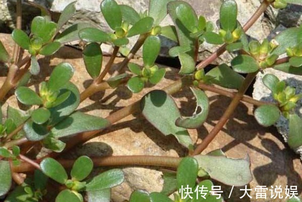 保护眼睛|有了白头发不要立刻去染发!马齿苋加一宝,白发轻松变黑发