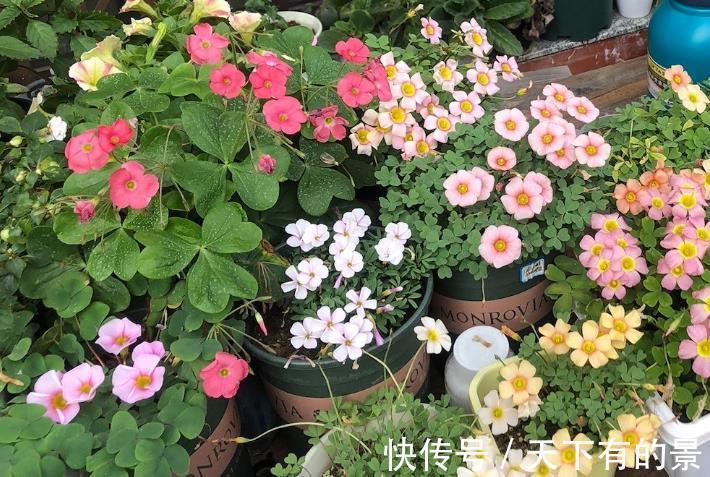 花园|根据时节去种花，天天有花海，花园仿佛就是仙境