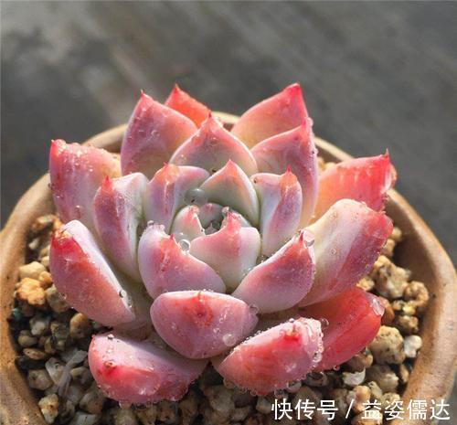 多肉植物|忘了奥普琳娜吧，养一棵阿尔巴佳人，叶片更肥厚，容易出状态