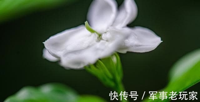 花朵|茉莉花的花期里，以下事情不能做，不然花苞会不停地脱落