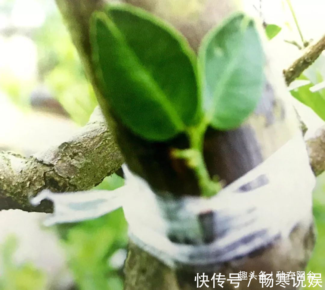 罗汉松芽接案例分享,台长教你玩出别出心裁的岭南盆景!