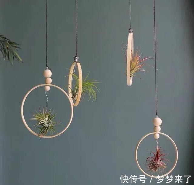 冬天|家里养几株空气凤梨,不用土也能活,漂亮又个性!