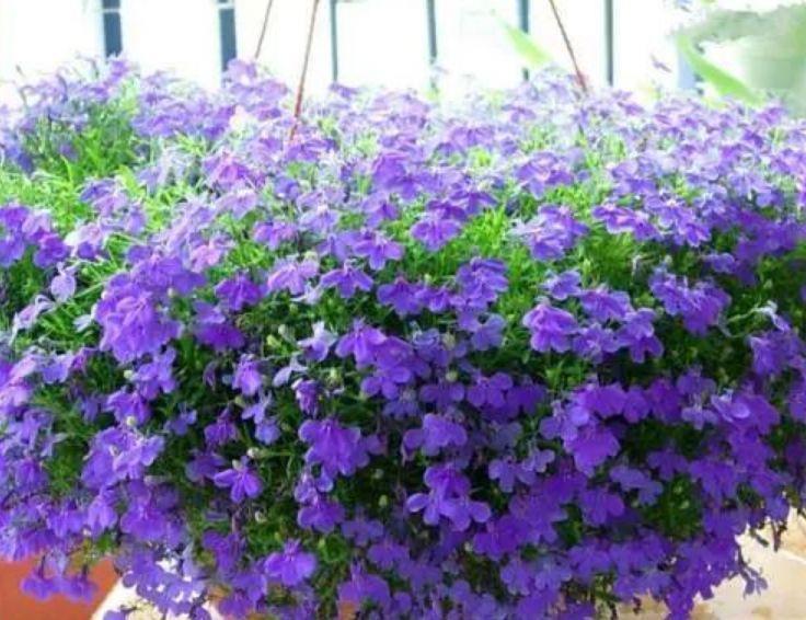 4种花漂亮又好养,比牡丹好看,花美色艳,花儿轻松开爆盆