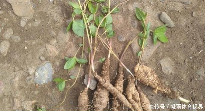 山胡萝卜|此为“山海螺”,若长在你家乡,请少挖些,答应我,因为太珍贵了